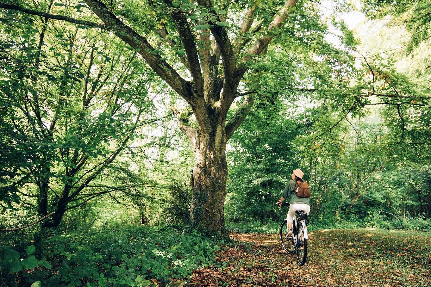 Une journée pour visiter LyonslaForêt Lyons Andelle Tourisme