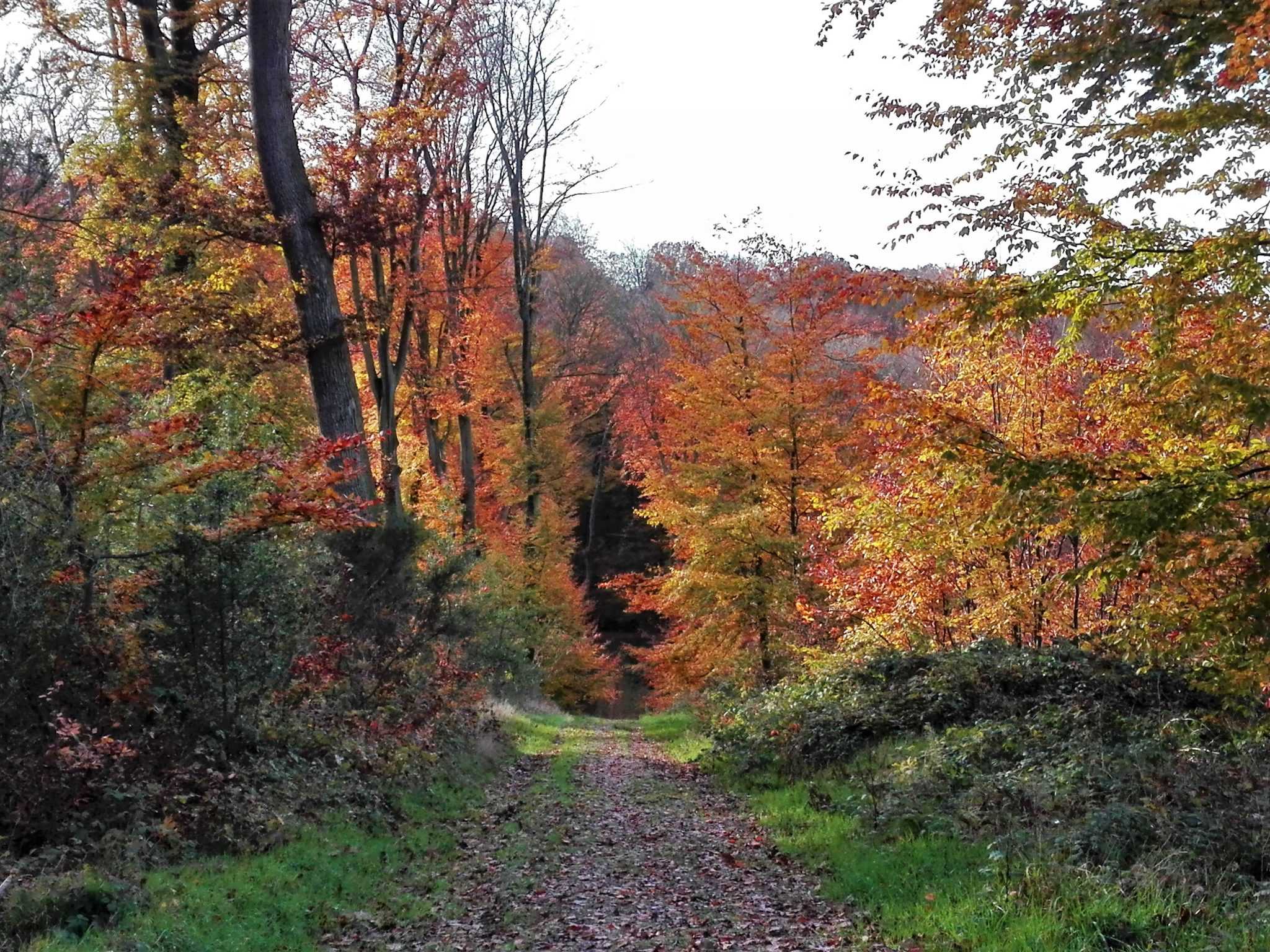 La forêt domaniale de Lyons - Lyons Andelle Tourisme