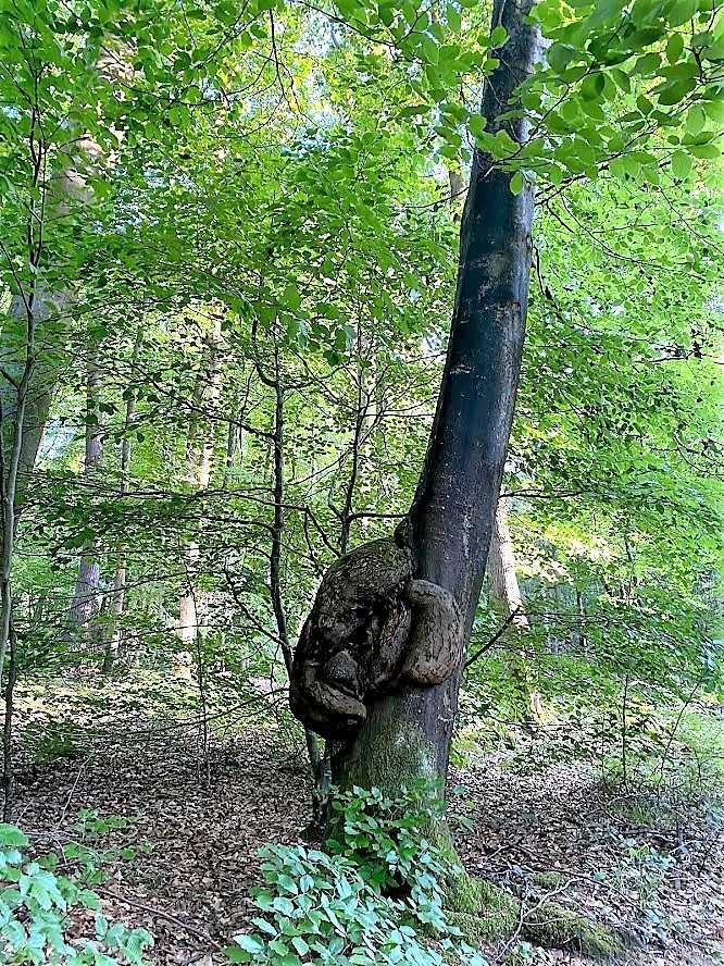 Atbre singulier en forêt de Lyons © Mathilde Mortecrette