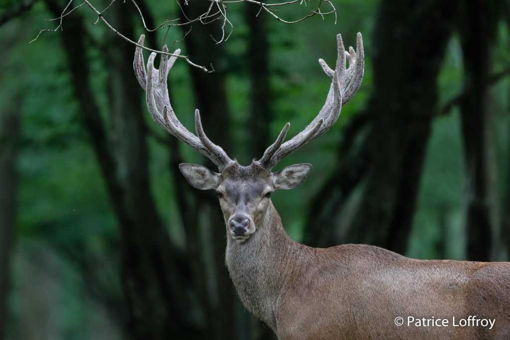 Cerf en forêt de Lyons par Patrice Loffroy