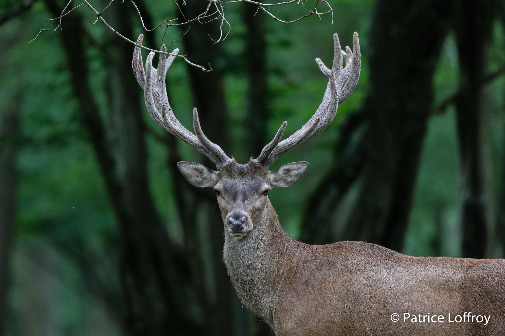 cerf-2-patrice-loffroy.jpg