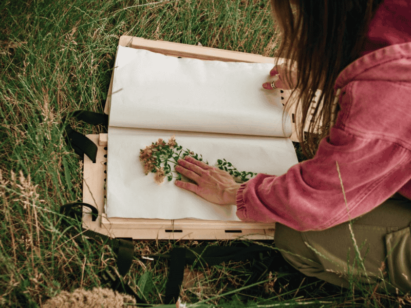 Herbier-3.png