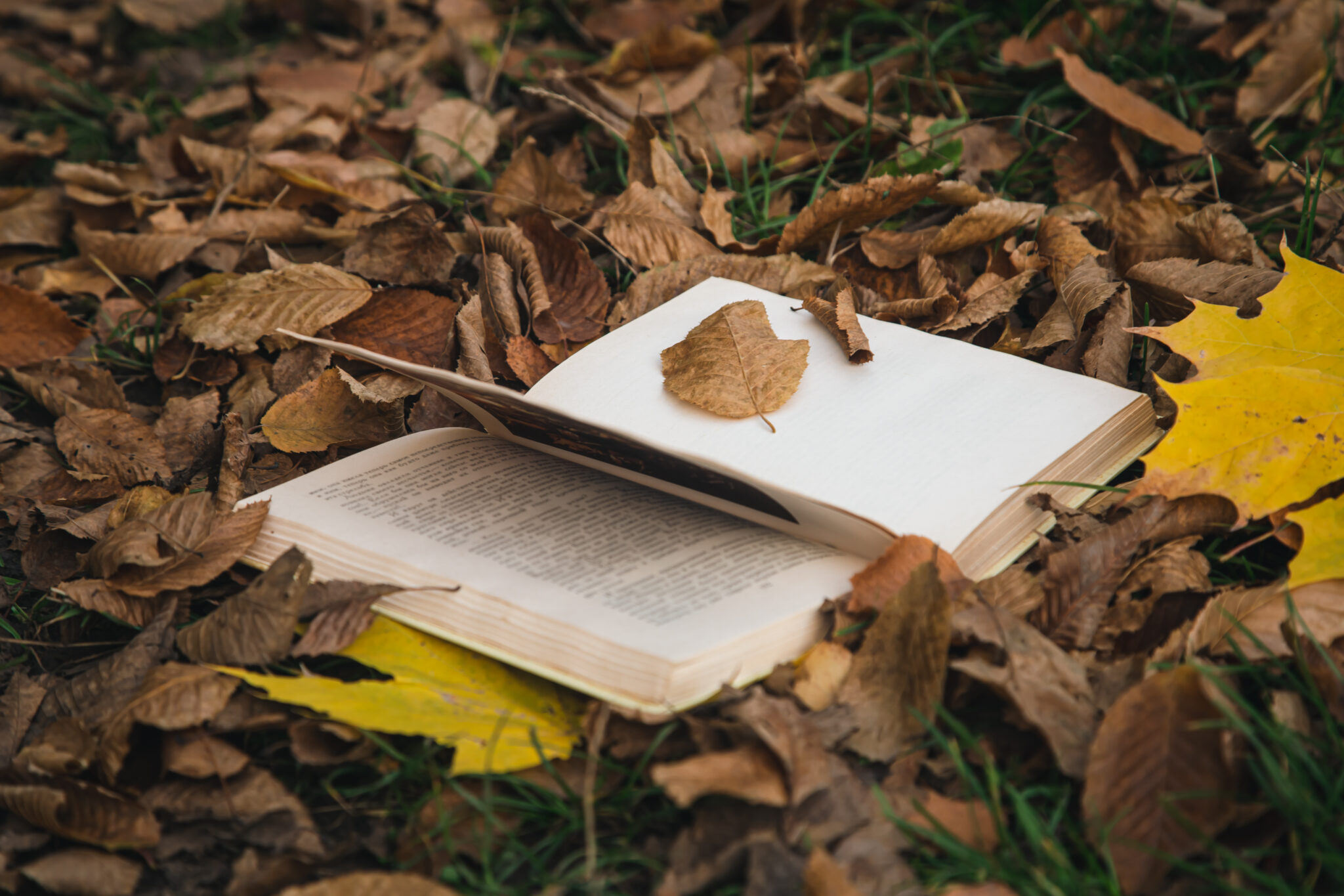 Atelier-saisons-automne-Freepik-pvproductions-2048x1365-1.jpg