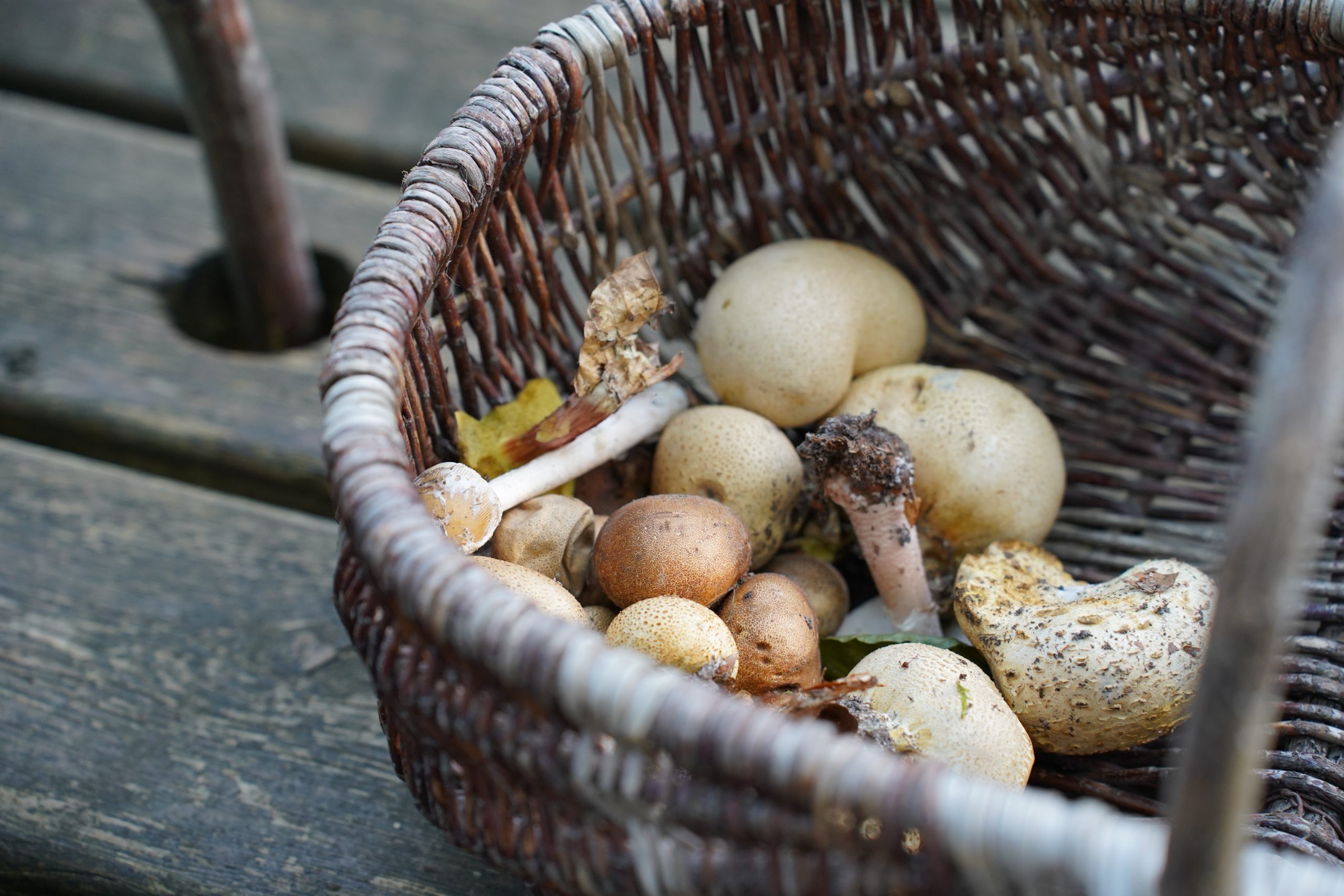 DSC02176-Cueillette-des-champignons-Les-Hogues-2023-CDCLA-scaled-2.jpg